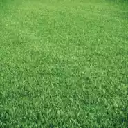 Turf Category